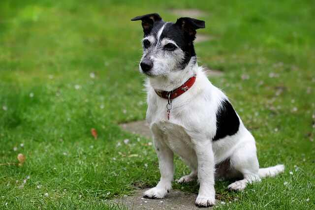 A Jack Russell Terrier waiting for its owner.
