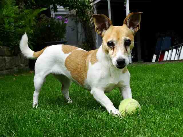 A Jack Russell Terrier playing with a tennis ball.