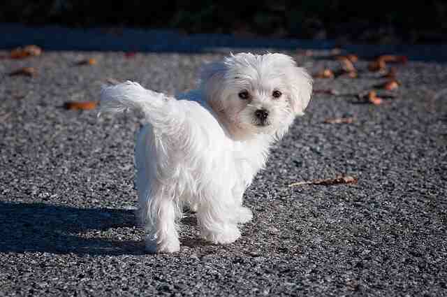 A maltese dog posing for a photo.
