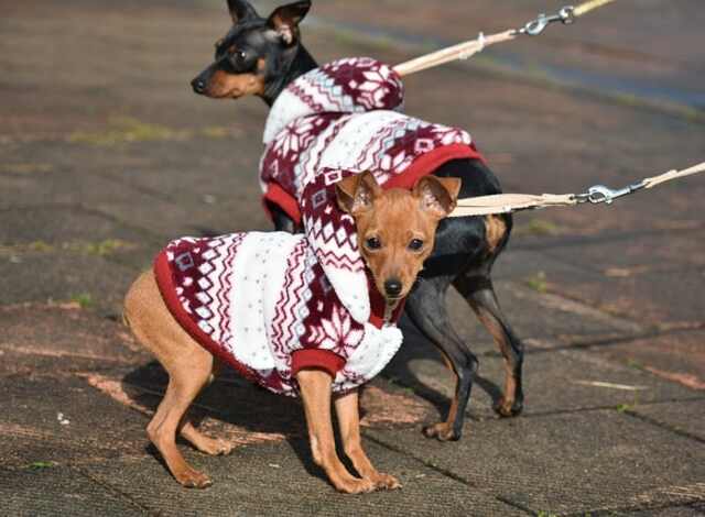 Two Miniature Pinschers going for a walk.