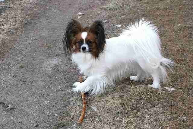 A Papillon dog playing with a stick outside.