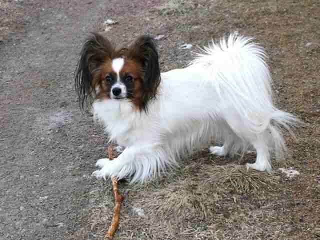 A Papillon dog playing with a wood stick.