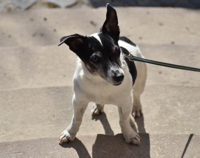 A Rat Terrier on a leash going for a walk.