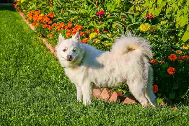An American Eskimo dog posing for a picture.