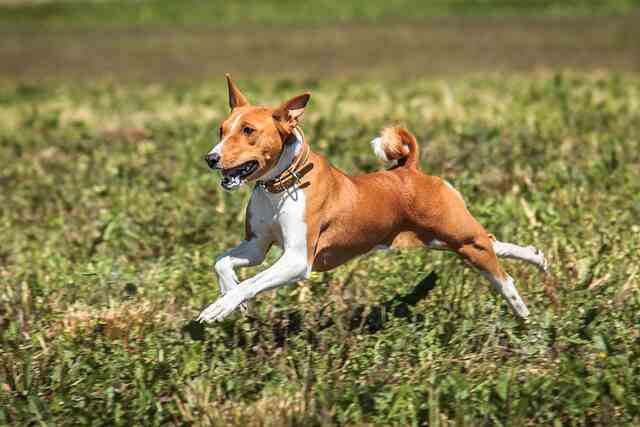 A Basenji running and playing on grass.