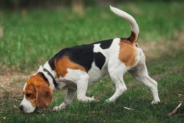 A male beagle hunting.