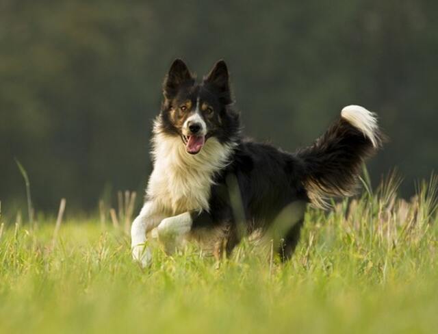 A border collie playing in a field.
