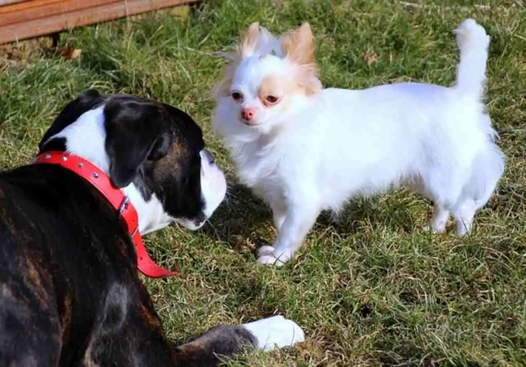 A boxer and chihuahua playing.