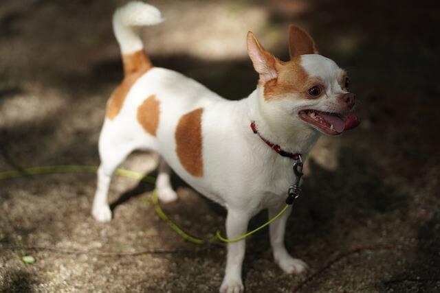 A Chihuahua on a leash.