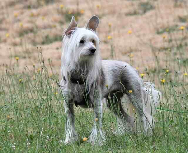 A Chinese Crested dog running around in a field.