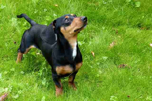 A dachshund staring at its owner.