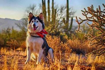 are malamutes good with small dogs