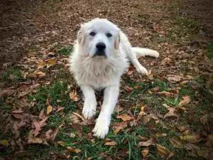 A Great Pyrenees laying down in the backyard.
