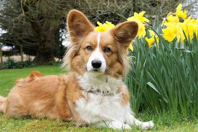 A Cardigan Welsh Corgi laying down on a lawn.