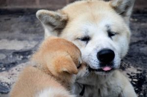 A father and son akita cuddling.