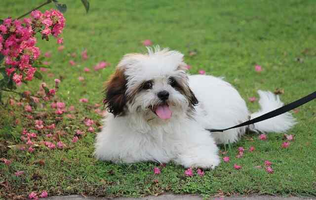 A Lhasa Apso laying down on grass.
