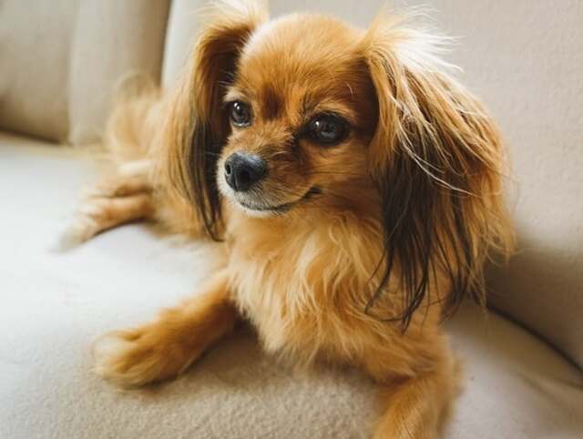 A tan colored Papillon dog laying on a sofa.