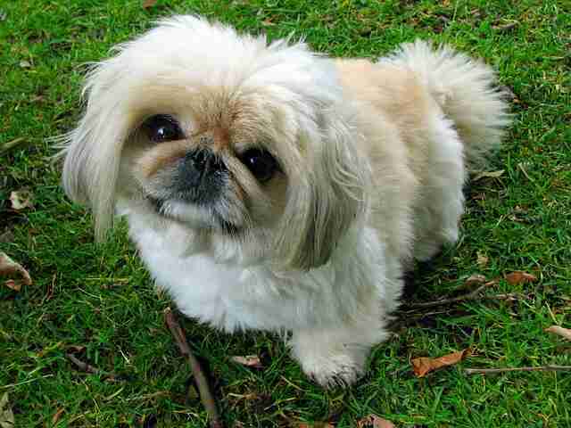 A pekingese dog staring at its owner.