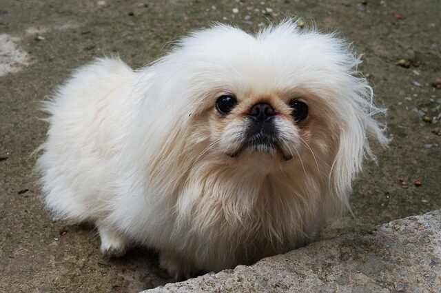 A Pekingese dog outdoors staring at its owner.