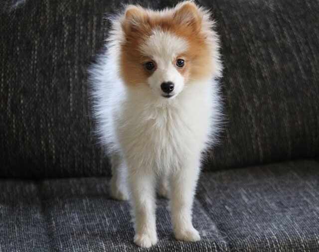 A white and tan Pomeranian dog standing on a couch.