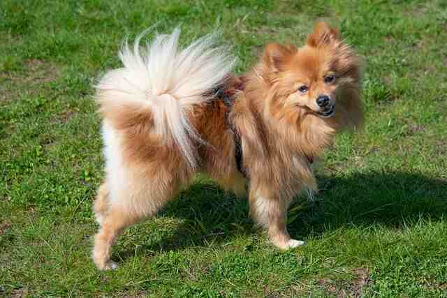 A Pomeranian dog posing for a photo in the park.