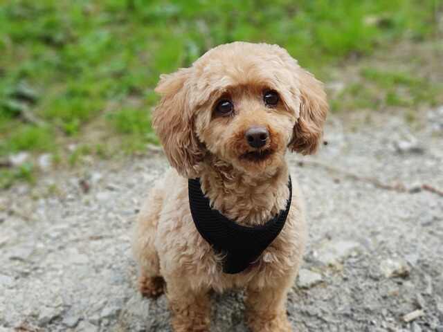 A Miniature chocolate Poodle waiting for its owner.