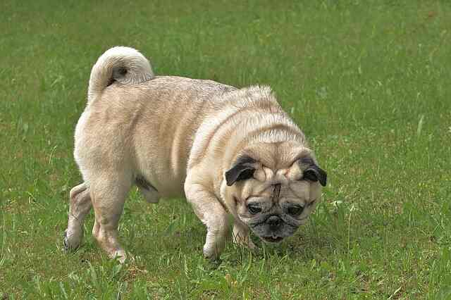 A pug sniffing around the yard.
