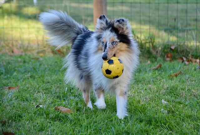 A Shetland Sheepdog playing with a ball in the backyard.