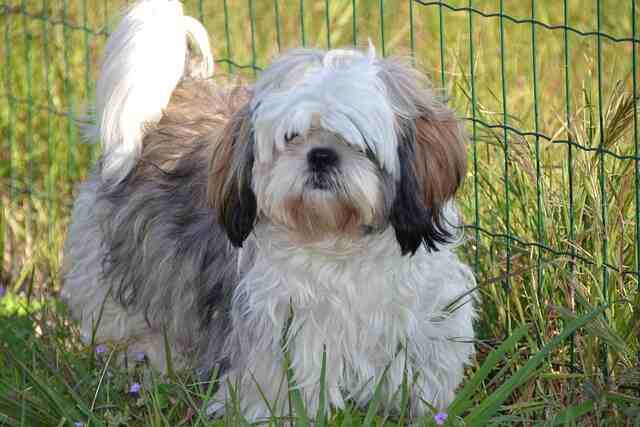 A Shih Tzu roaming around in a backyard.