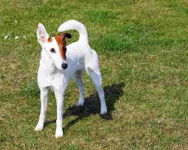 A Smooth Fox Terrier going for a walk.