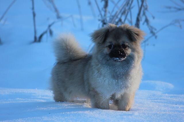 A Tibetan Spaniel playing in the snow.