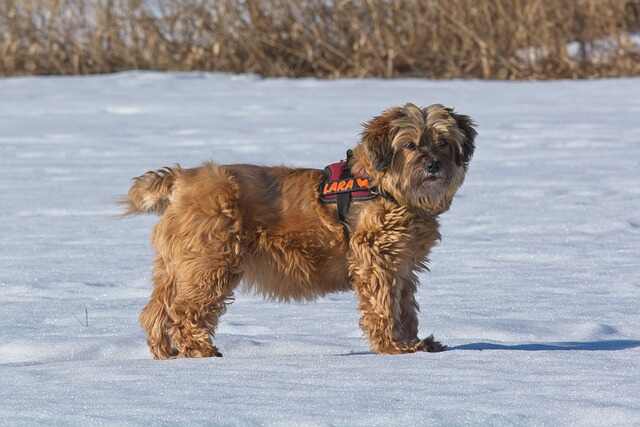 A Tibetan Terrier playing in the snow.