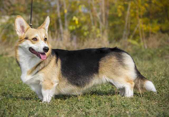 A Pembroke Welsh Corgi on a leash going for a walk.