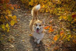 A Welsh Corgi Pembroke with a fluffy tail running.