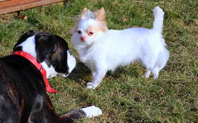 A white chihuahua playing with a black and white boxer.