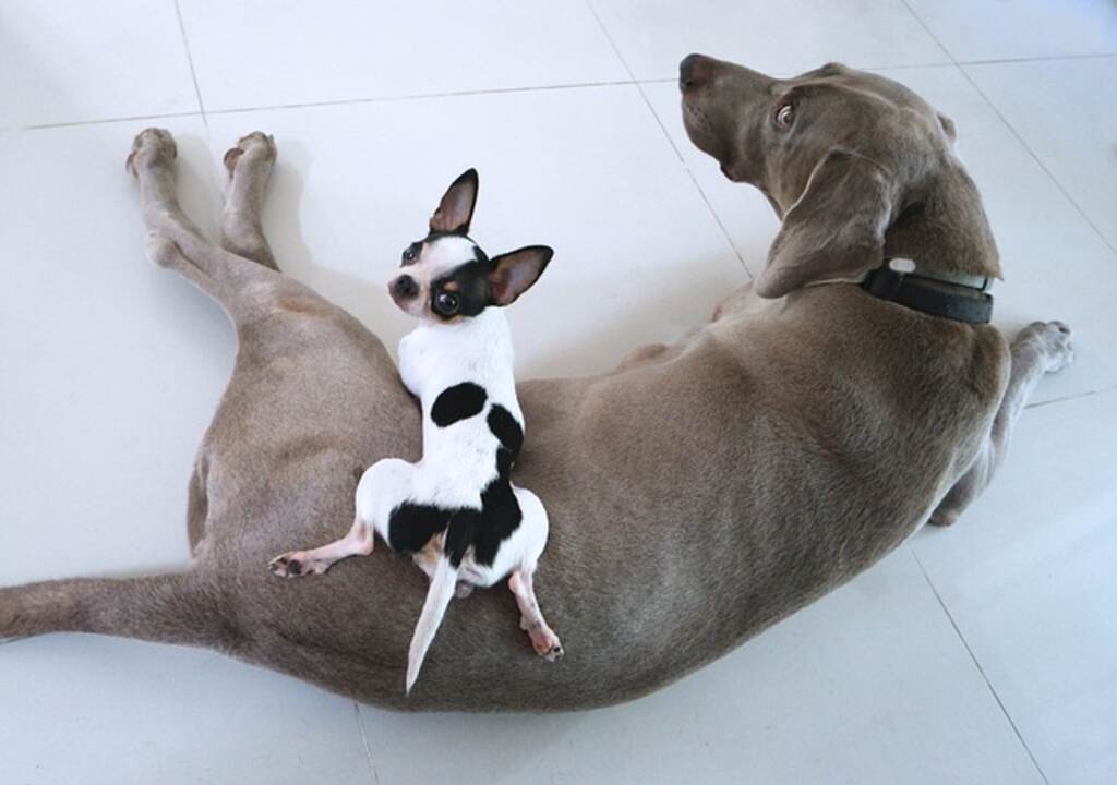A chihuahua playing with a weimaraner.