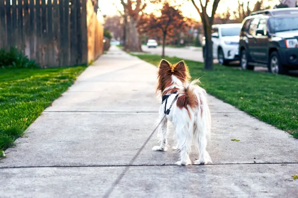 A small dog going for a walk