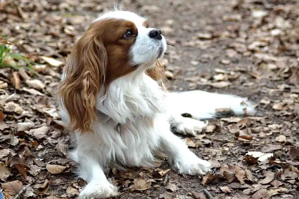 A Cavalier King Charles Spaniel laying on the ground, staring at its owner.