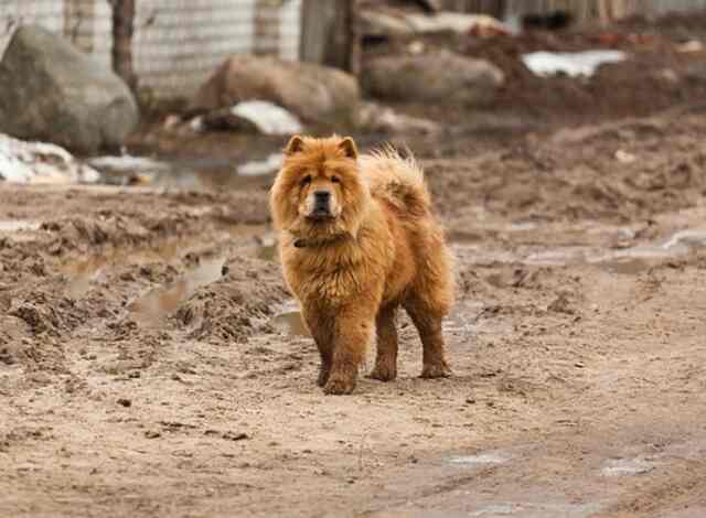 A Chow Chow walking around without a leash.