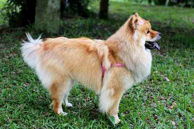 A Chow Chow in a backyard staring at its owner.