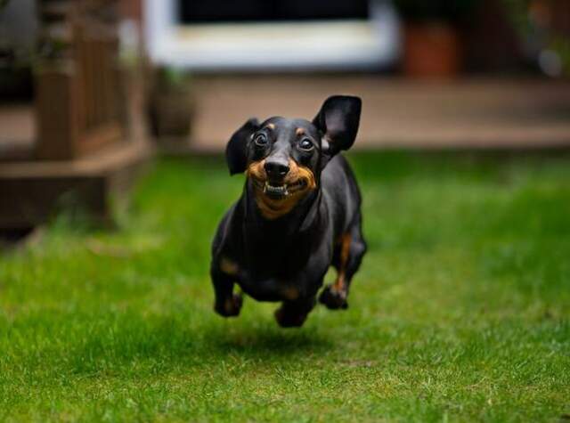 A dachshund running full speed.