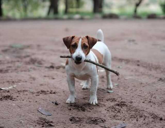 A Jack Russell playing with a stick at the beach.