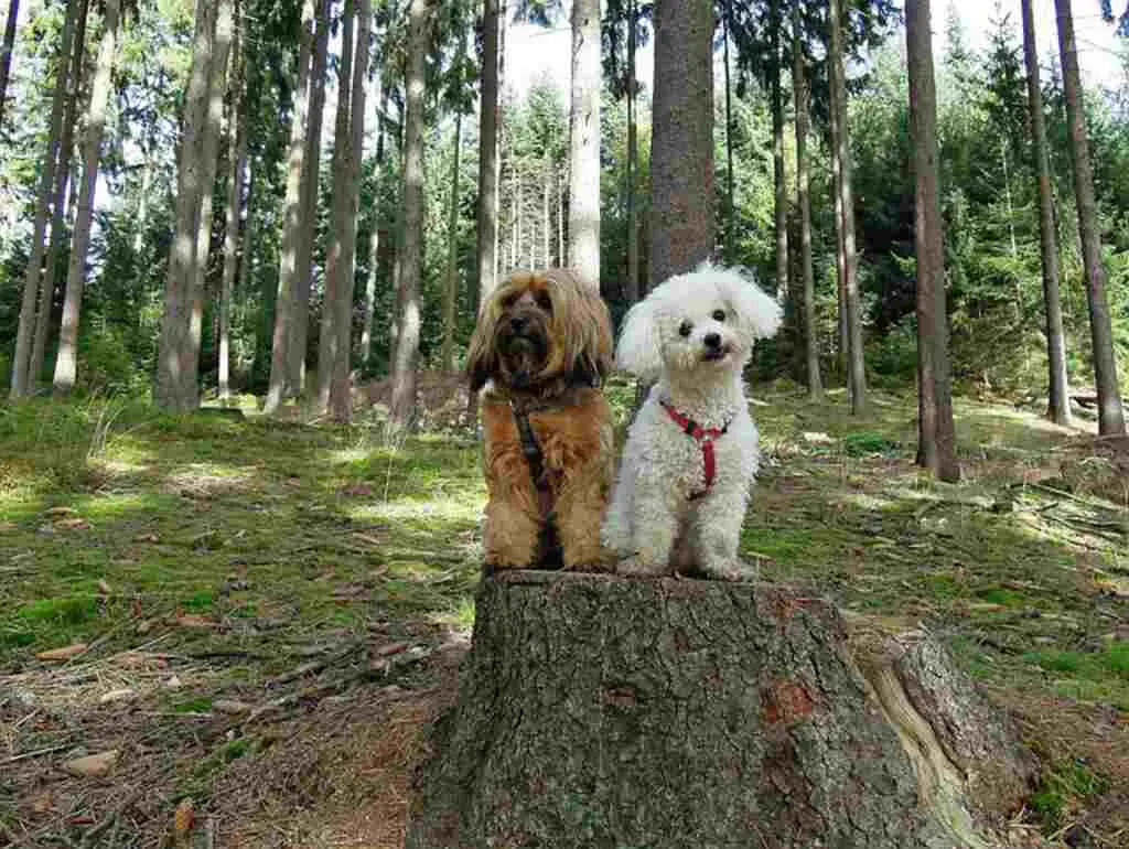 Two small dogs sitting on a tree stump in the forest with its owner watching from a distance.