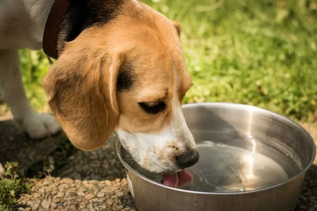 A beagle drinking water from a silver bowl.