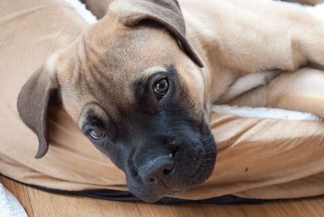 A Bullmastiff puppy laying on a dog bed.