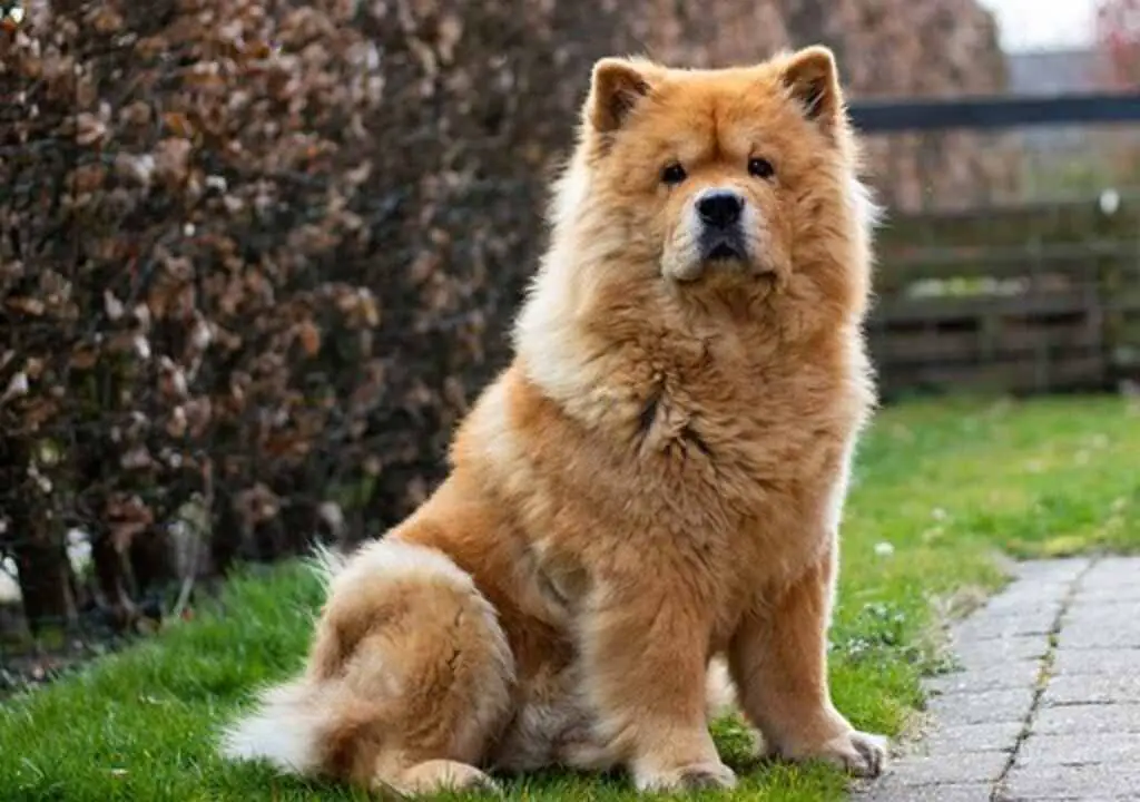 A Chow Chow sitting down in the backyard.