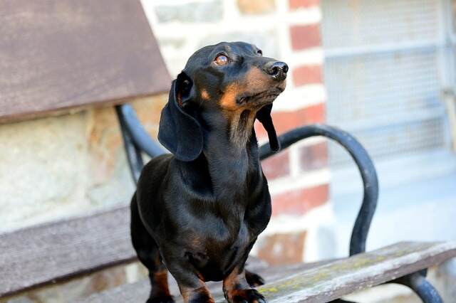 A Dachshund on a park bench.