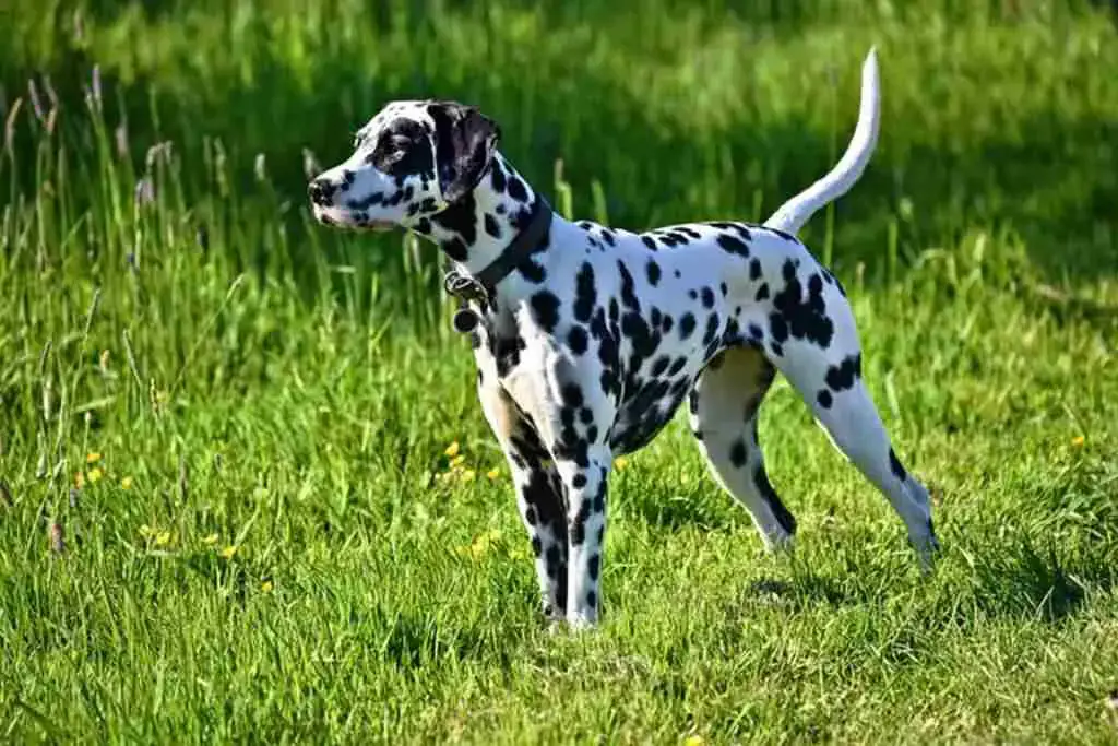 Are Dalmatians Good with Small Dogs? Can They Get Along? | All About My Small Dog