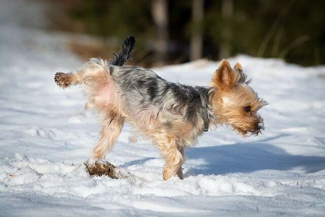A Yorkshire Terrier going to the bathroom.
