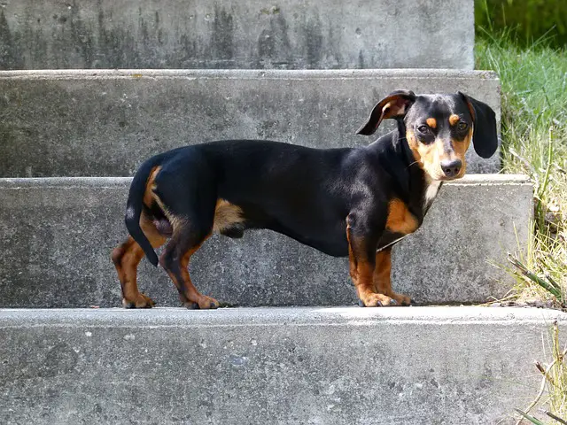 A dachshund waiting for its owner on the stairs.